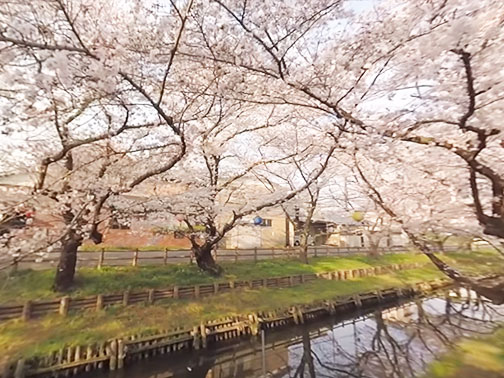 TOBU SAKURA MATSURI 2017